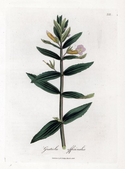 Gratiole officinale - Hysope des haies, Gratiola officinalis. Gravure à la main d