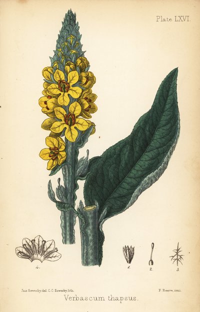 Grand bouillon-blanc, Verbasum thapsus. Lithographie colorée à la main par Charlotte Caroline Sowerby d