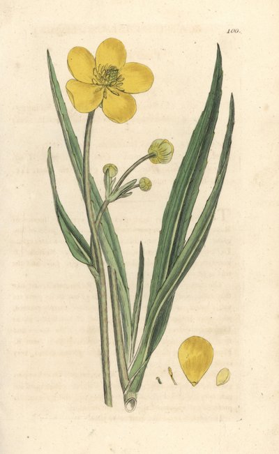 Grande renoncule, Ranunculus lingua. Gravure à la main en couleur d