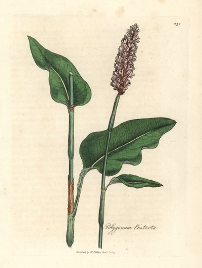 Bistorte, Polygonum bistorta - James Sowerby