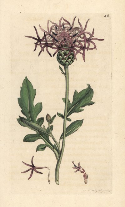Centaurea scabieuse, Centaurea scabiosa - James Sowerby