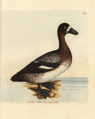 Fuligule milouinan, Aythya marila, femelle (Canard à face blanche, Anas fraenata). Gravure en cuivre colorée à la main par James Sowerby du British Miscellany, ou Figures colorées de sujets animaux nouveaux, rares ou peu connus. - James Sowerby