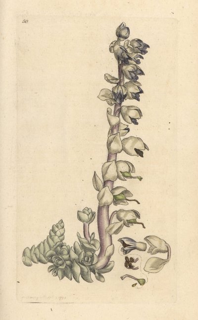 Grande cardamine, Lathraea squamaria. Gravure à la main d