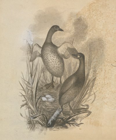 Grèbes - James Sowerby