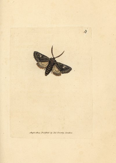 Noctuelle verte - James Sowerby