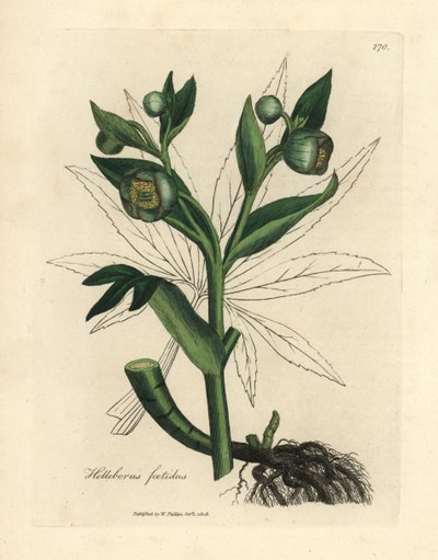 Hellébore fétide à fleurs vertes, Helleborus foetidus - James Sowerby