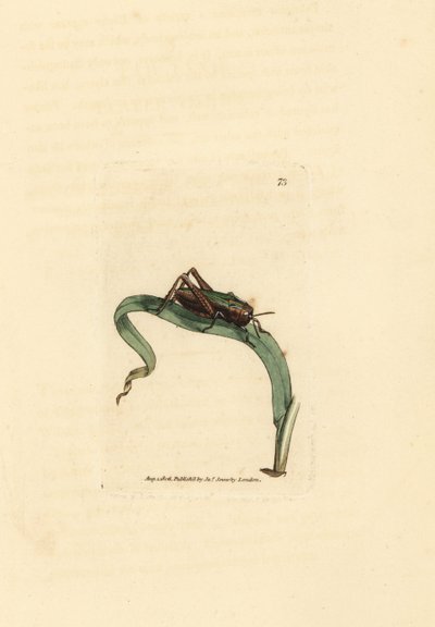 Sauterelle verte, Omocestus viridulus (Gryllus viridulus) - James Sowerby