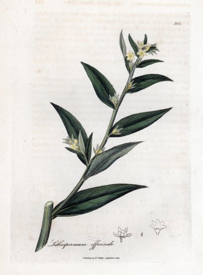 Grémil officinal ou herbe aux perles - Grémil, Lithospermum officinale. Gravure à la main en couleur d