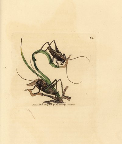 Grillon gris, Platycleis grisea (Sauterelle grise, Locust grisea). Gravure à la main en cuivre colorée par James Sowerby de The British Miscellany, ou Figures colorées de sujets animaux nouveaux, rares ou peu connus - James Sowerby