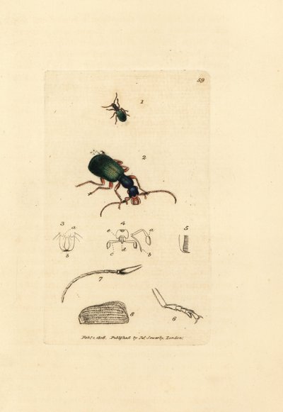 Carabe doré, Drypta dentata - James Sowerby