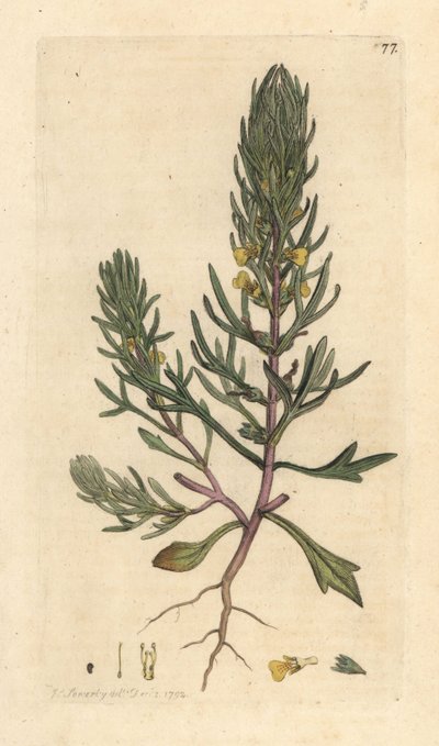 Bugle petit pin, Ajuga chamaepitys - James Sowerby
