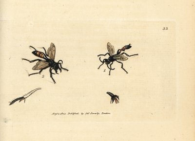 Guêpe des sables poilue, Podalonia hirsuta (Ammophila hirsuta) - James Sowerby