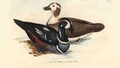 Canard arlequin, Histrionicus histrionicus (Anas histrionica). Mâle et femelle. Gravure en cuivre colorée à la main par James Sowerby du British Miscellany, ou Figures colorées de sujets animaux nouveaux, rares ou peu connus. - James Sowerby