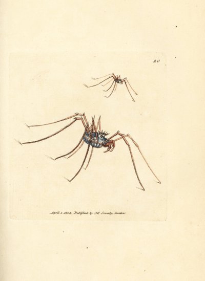 Faucheur, Megabunus diadema - James Sowerby