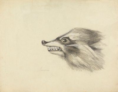 Tête de raton laveur - James Sowerby