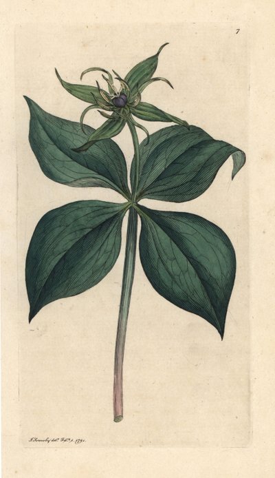 Parisette à quatre feuilles, Paris quadrifolia. Gravure à la main d