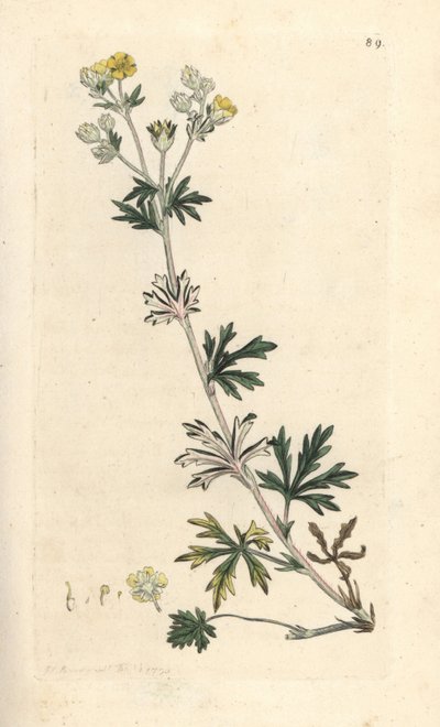 Potentille argentée, Potentilla argentea. Gravure à la main d
