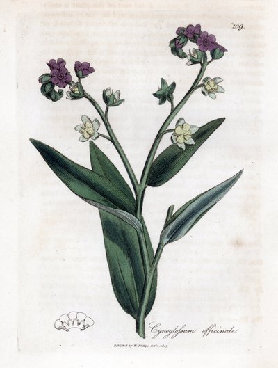 Langue de chien, Cynoglossum officinale. Gravure à la main en couleur d