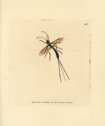Mouche ichneumon, Rhyssa persuasoria - James Sowerby