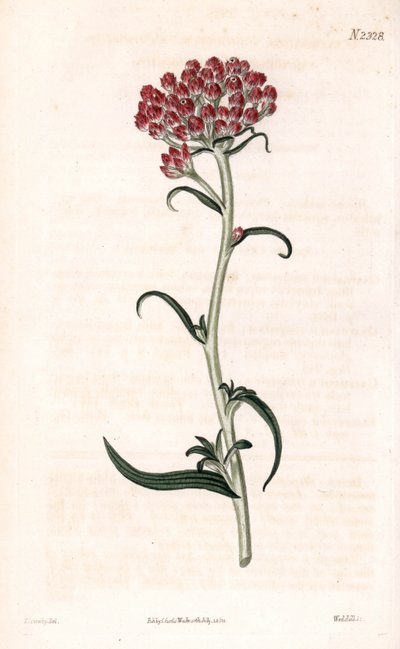 Immortelle étoilée, illustration botanique de James Sowerby du Botanical Magazine de Samuel Curtis - James Sowerby