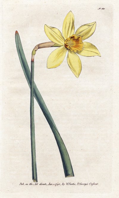 Narcisse incomparable - James Sowerby