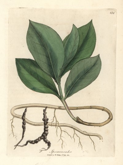 Ipecacuanha - James Sowerby