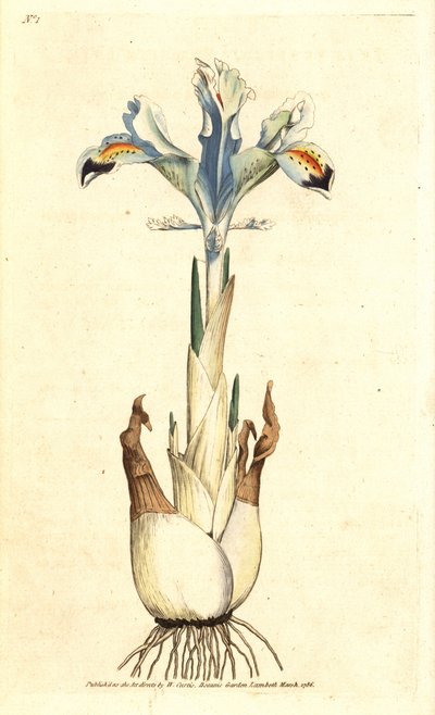 Iris persan - James Sowerby