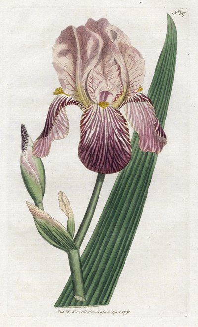 Iris à odeur de sureau - James Sowerby
