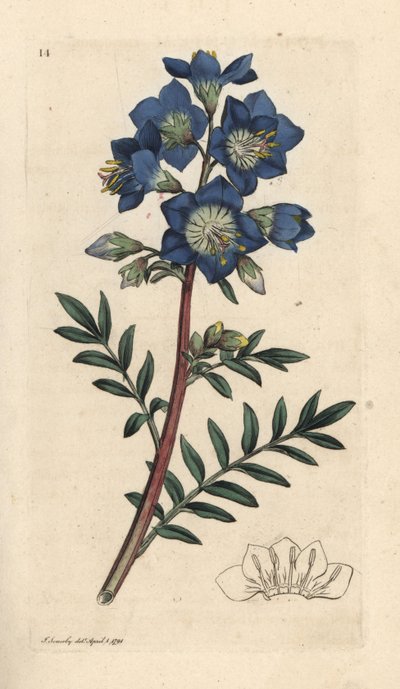 Polemonium bleu - James Sowerby