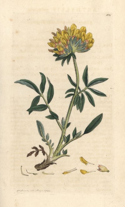 Anthyllide vulnéraire - James Sowerby
