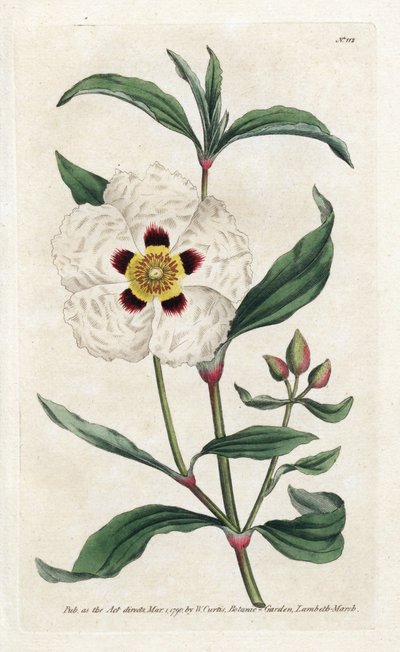 Ciste ladanifère - Lithographie de James Sowerby (1757-1822), tirée du Botanical Magazine de William Curtis (1746-1799) - James Sowerby