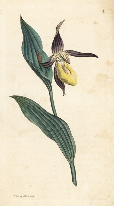 Sabot de Vénus, Cypripedium calceolus. Gravure à la main d