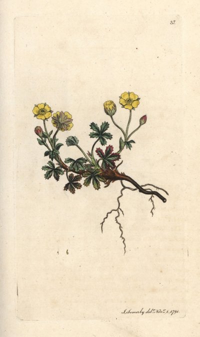 Potentille à grandes fleurs, Potentilla grandiflora. Gravure à la main d