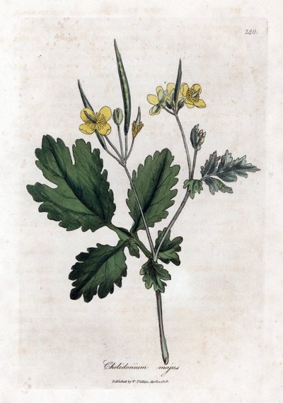 Grande chélidoine - Grande chélidoine, Chelidonium majus. Gravure sur cuivre coloriée à la main d