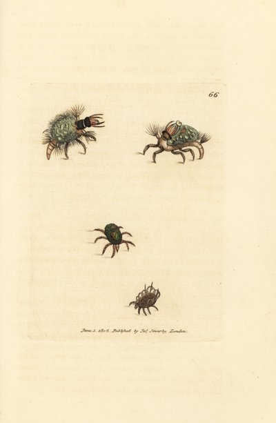 Larve de Hemerobius vêtue de lichen, avec acarien - James Sowerby