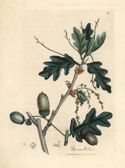 Feuilles et glands du chêne commun, Quercus robur - James Sowerby