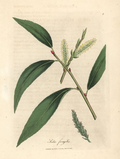 Feuilles et chatons du saule fragile, Salix fragilis - James Sowerby