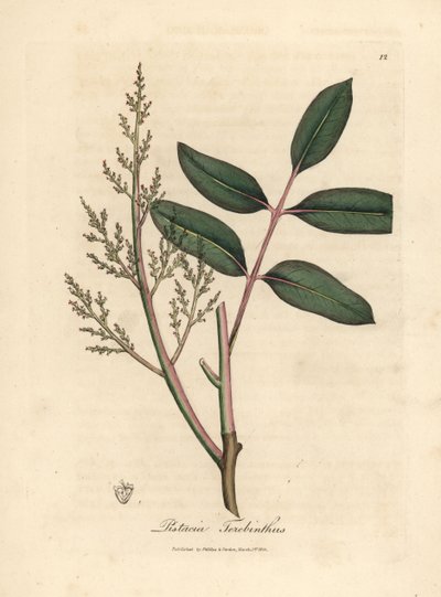 Feuilles et fleurs de l