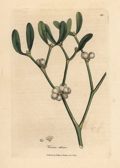 Feuilles et baies blanches du gui, Viscum album - James Sowerby