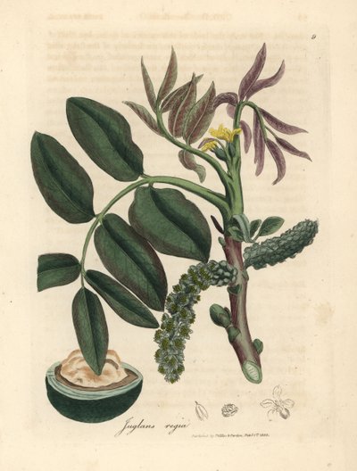 Feuilles, fleur jaune et noix du noyer commun, Juglans regia - James Sowerby