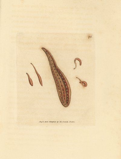 Sangsue, Hirudo circulans - James Sowerby