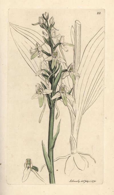 Orchis à deux feuilles, Platanthera bifolia - James Sowerby
