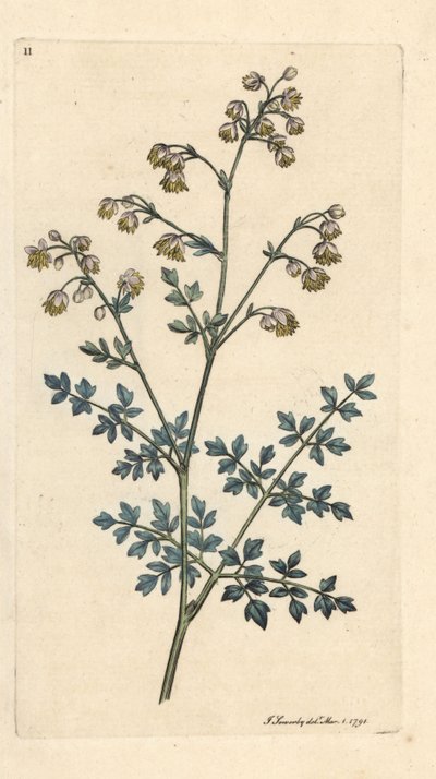 Rue des prés, Thalictrum minus. Gravure à la main d