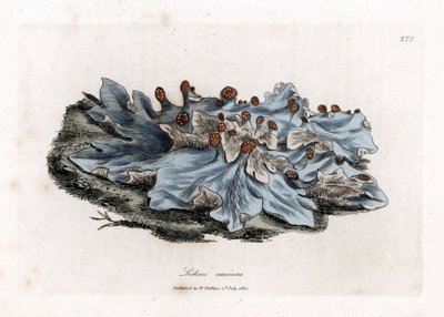 Lichen cendré, Lichen caninus - James Sowerby