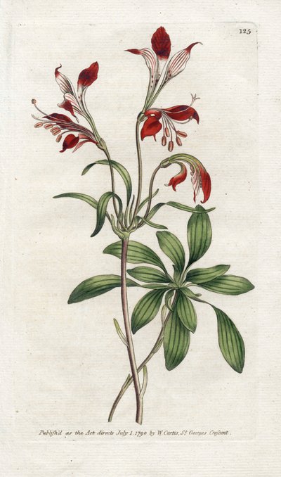 Lys du Pérou, du Botanical Magazine de William Curtis - James Sowerby
