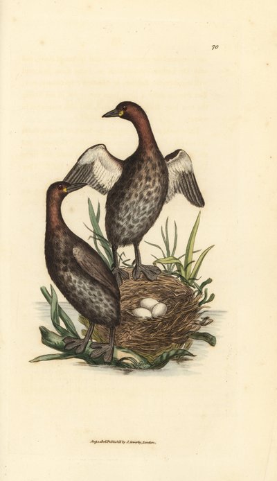 Grèbe castagneux, Tachybaptus ruficollis (Petit grèbe à menton noir, Colymbus hebridicus?). Paire sur nid avec trois œufs. Gravure en cuivre colorée à la main par James Sowerby du British Miscellany, ou Figures colorées de sujets animaux nouveaux, rares ou - James Sowerby