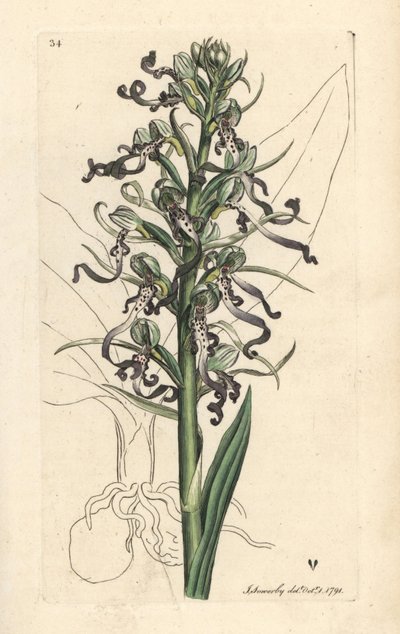 Orchis bouc, Himantoglossum hircinum (Satyre bouc ou ochis, Satyrium hircinum). Gravure à la main en cuivre d