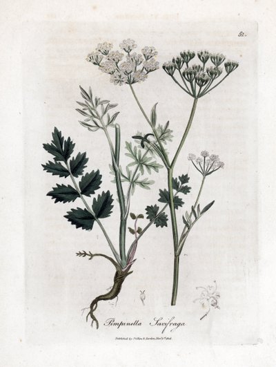 Saxifrage brûlée - Pimpinella saxifraga. Gravure à la main d