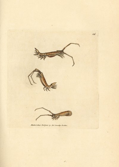 Isopode à longues cornes, Astacilla longicornis (Oniscus longicornis) - James Sowerby
