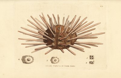 Oursin de mer à longues épines, Cidaris cidaris (Echinus cidaris) - James Sowerby